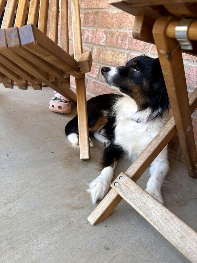 Adoption – we welcomed a new puppy today!