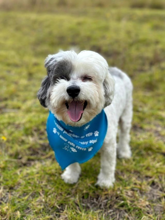 Vieron a un perrito sonriendo para una foto, aquí les mostramos… 🤭