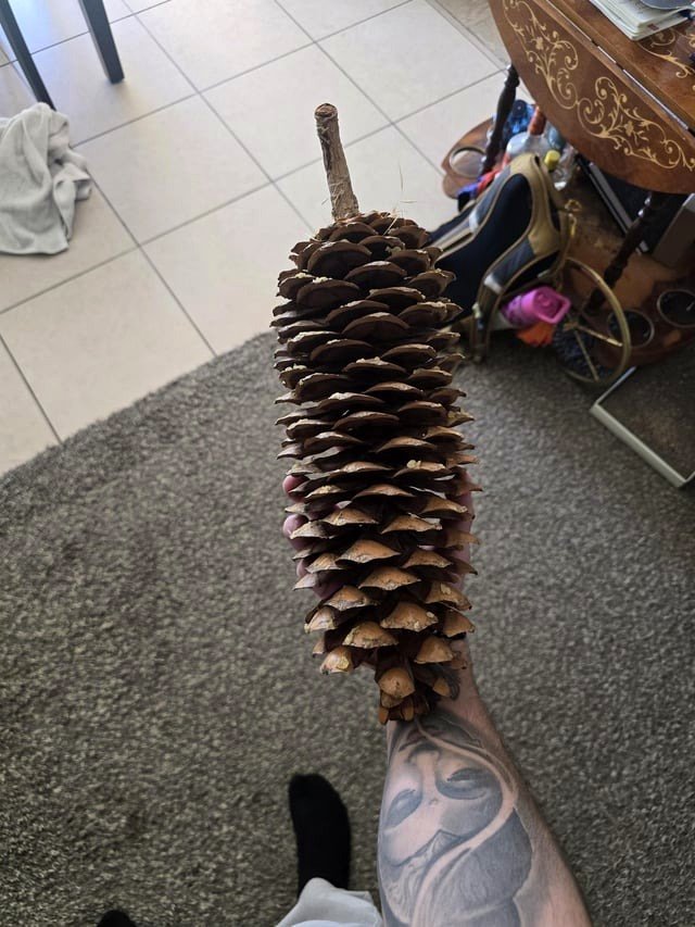 from a Pinecone