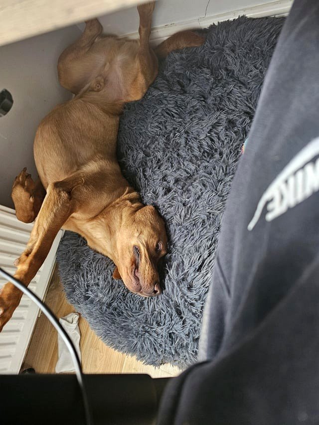 Max – the local sock robber