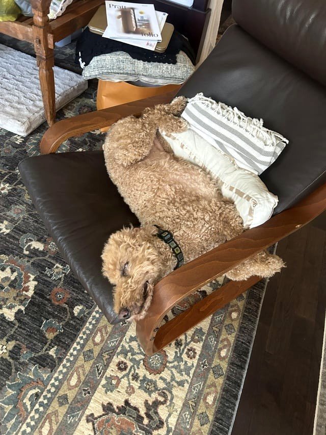 Dozing Canine [OC]