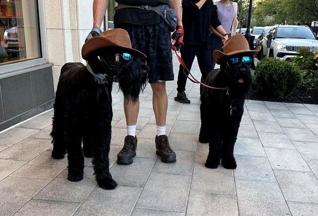 Came across these dogs outfitted for their stroll.