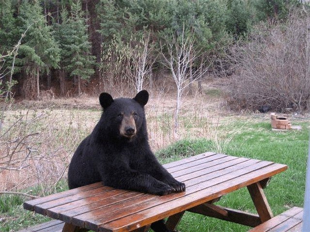 A black bear calmly sitting at a picnic table, waiting to be served