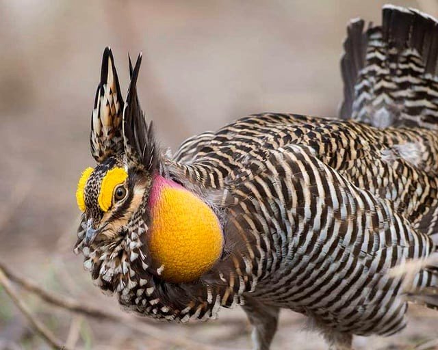 🔥 The Greater Prairie Chicken of North America 🔥