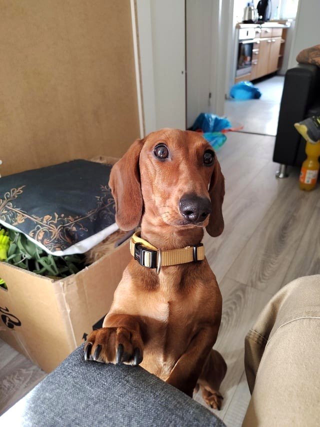 The dachshund of my coworker while I have a slice of pizza.
