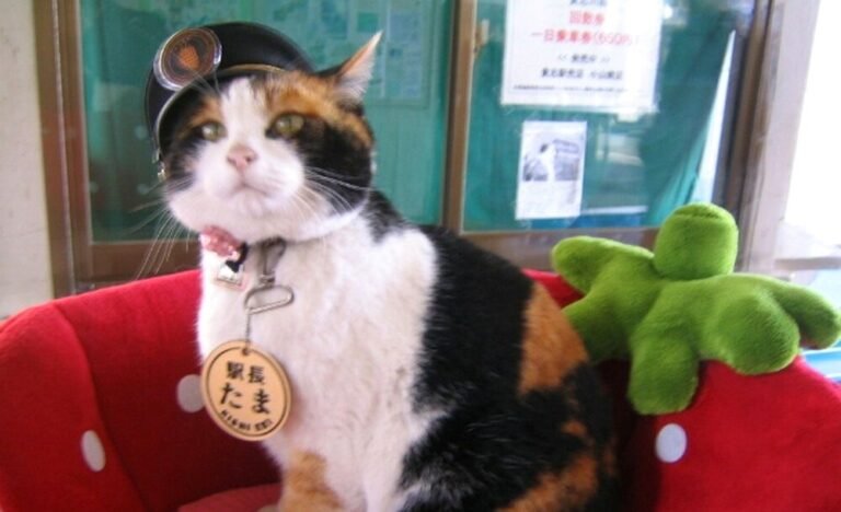Abandoned Cat Cared for by Train Employees, Rises to the Position of Stationmaster