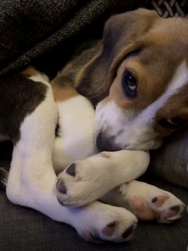 Bodhi has had a tiring day.