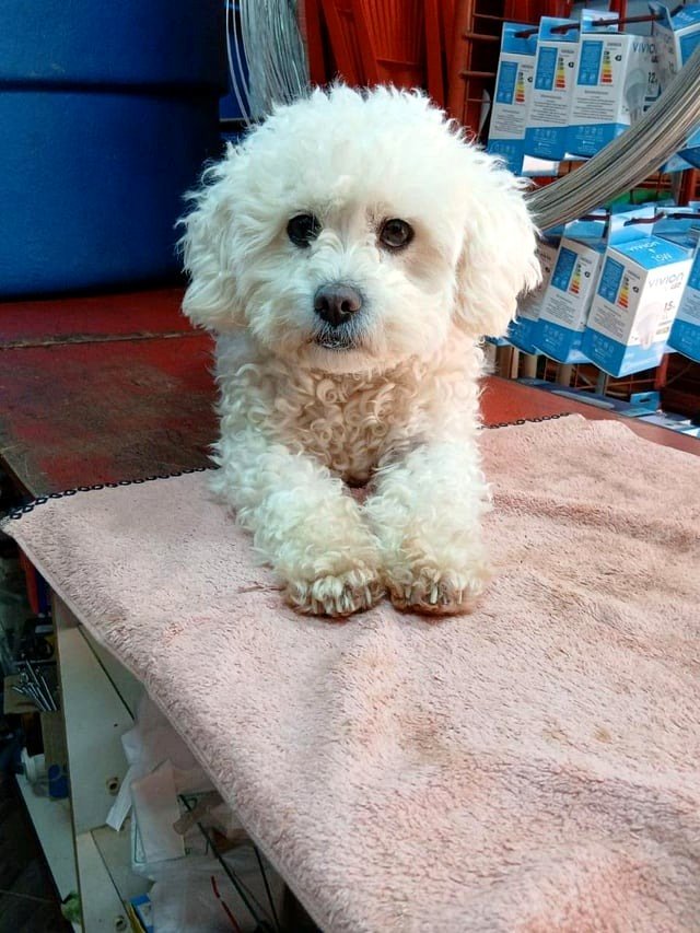 “Simply lounging here, looking adorable and hoping for praise 🐶🤍”
