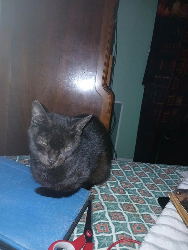 CDS has hit An unexpected midnight cat has arrived!