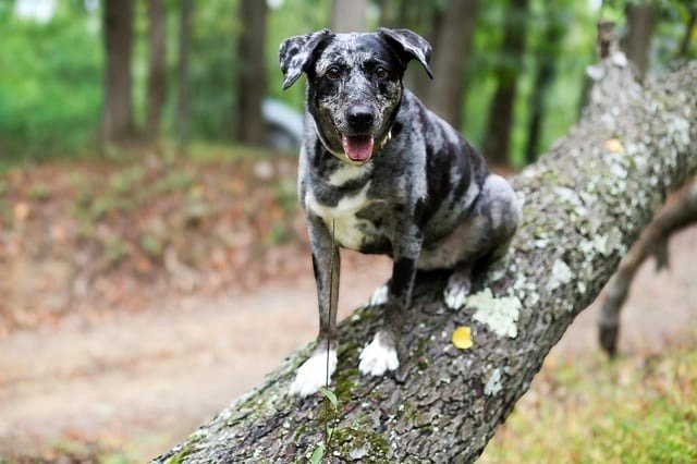 She’s in the wind, she’s among the branches