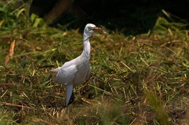 Hyde County NC, August 2016: Cattle egret with spider, Sony a7rv, 200-600mm