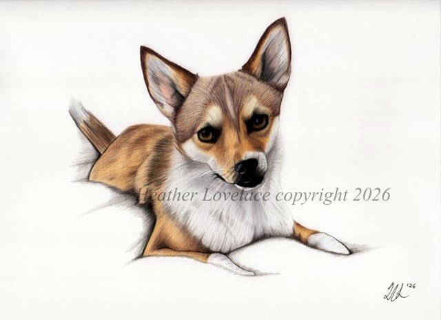 I wanted to show this colored pencil portrait drawing of a Lundehund :)