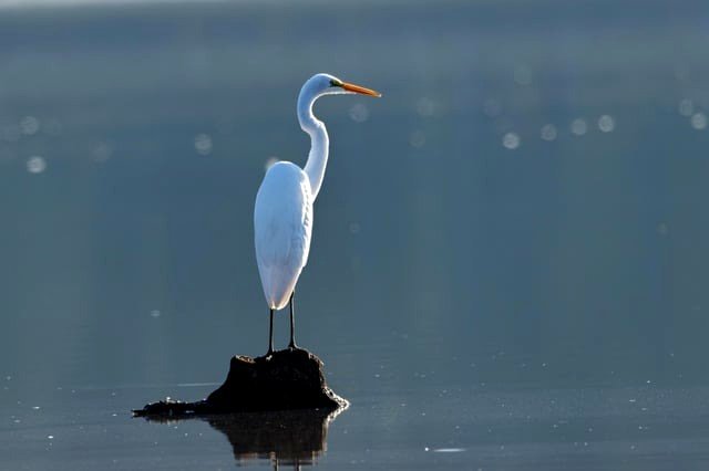 Snowy Egret at Lake Townsend this morning R7/Sigma600MM