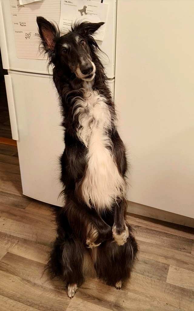 The goblin anticipating some cheese 🧀