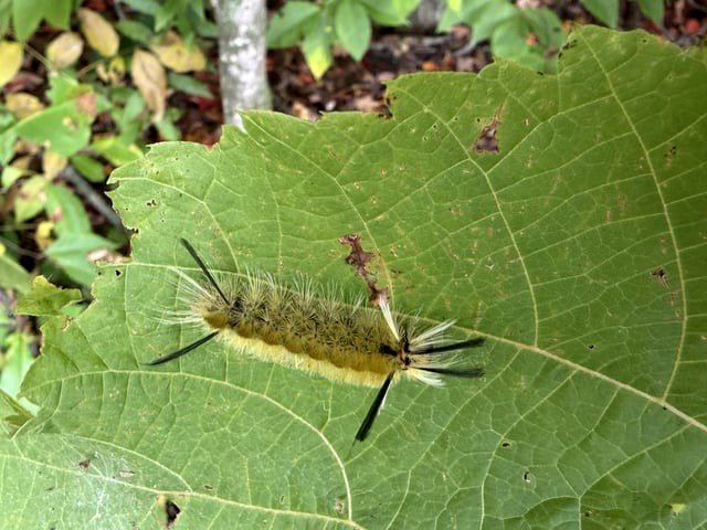 Confirmed Tussock Moth larva (Orgyia definita) in Vermont