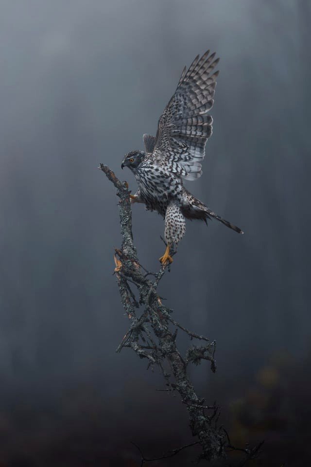 Hawk in the Mist