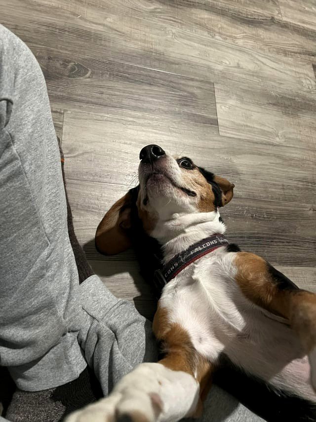 When you return home with the scent of a different dog