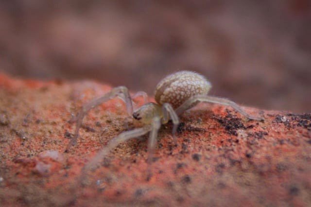 Small spider