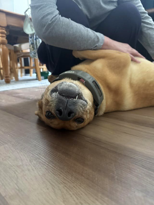 Seal or unusual puppy?