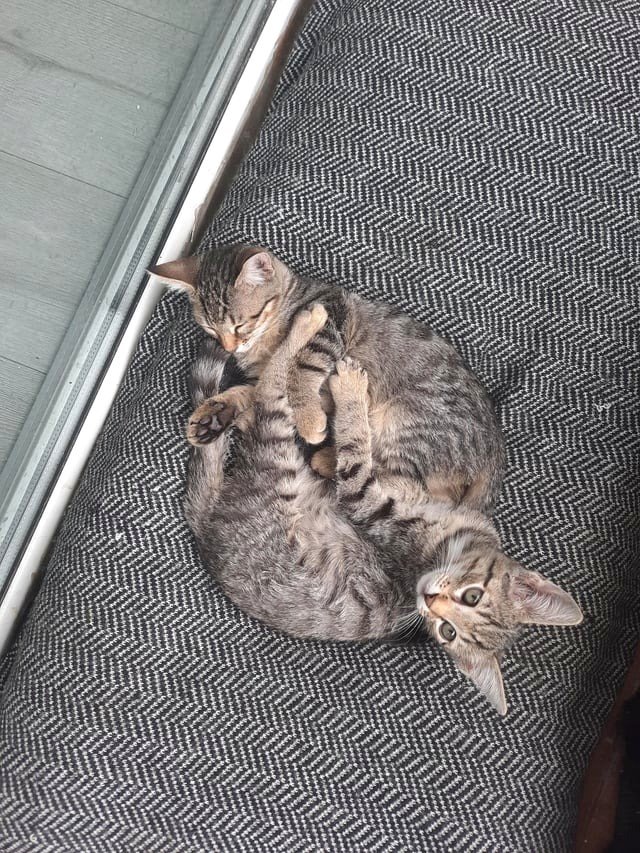 How should I handle a bonded pair of two brown tabbies? Should I separate them and give them away individually or adopt them out together internationally?