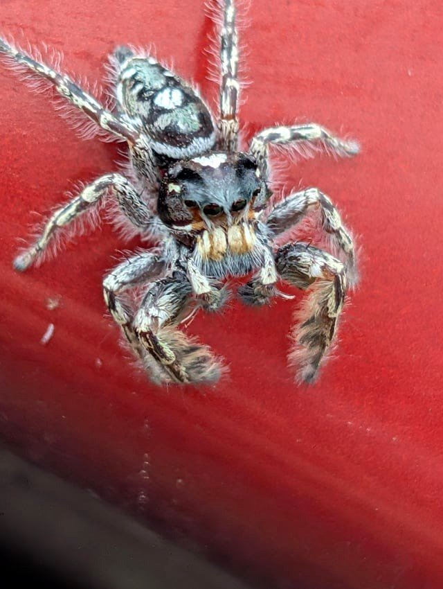 Putnam's Leaping Spider