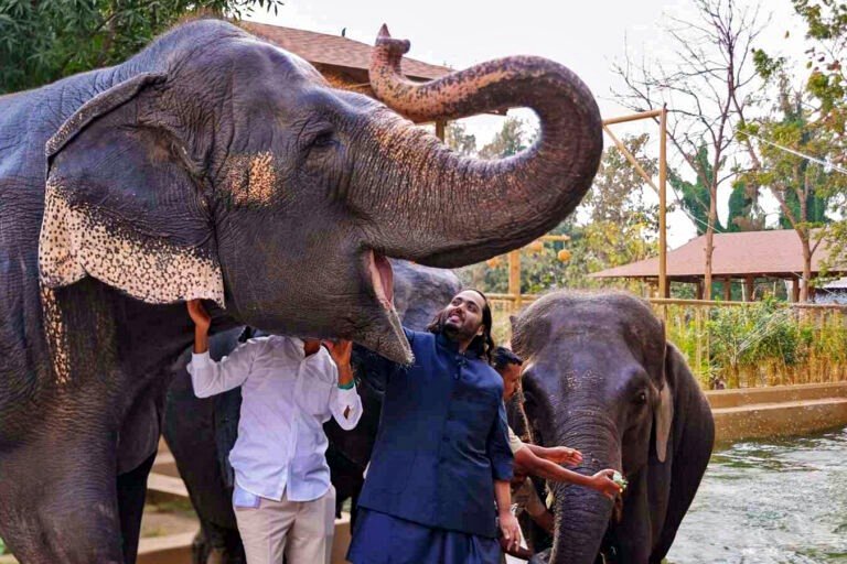 NGOs urge Vantara to permanently halt all imports of wild animals