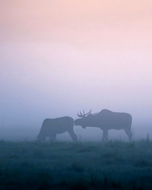 🔥 Moose grooming itself