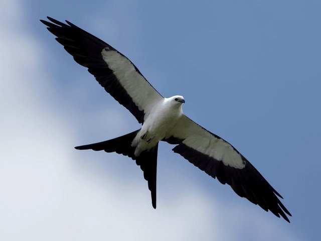 The initial Swallow-tailed Kite I had the honor of photographing (Canon R7 w/ 100-400 f5.6-8)
