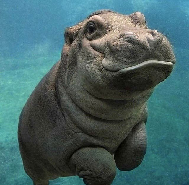 🔥a cute chubby baby hippo