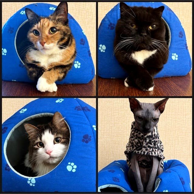 My four lovely women