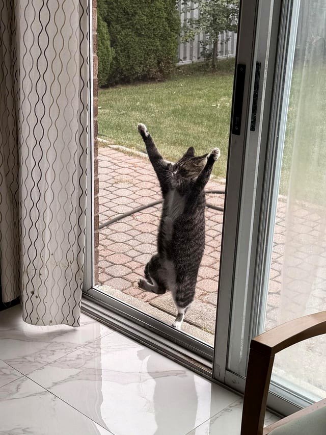 My parents' cat got out, and they shared this photo of her attempting to return home.