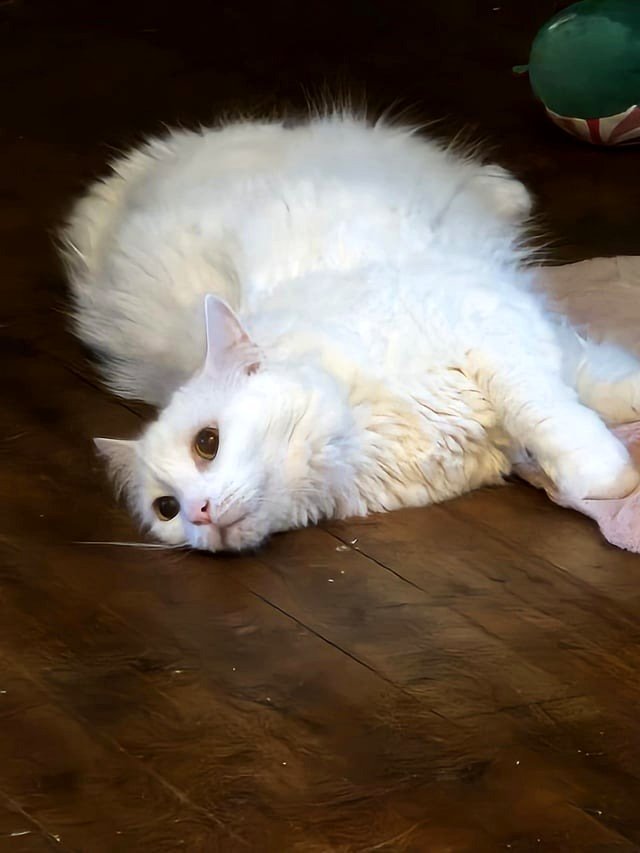My lovely angel has departed.