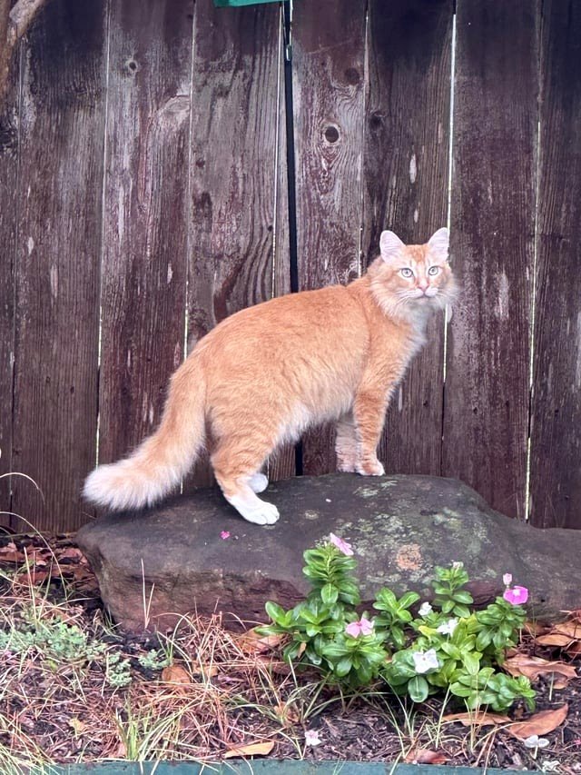 I adopted a new cat, but he continues to spray and urinate on things. I’m not ready to give up on him.