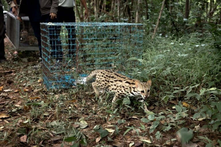 ‘Some are wary of the kittens’: Getting Thailand’s rescued leopard cats ready for their return to the wild