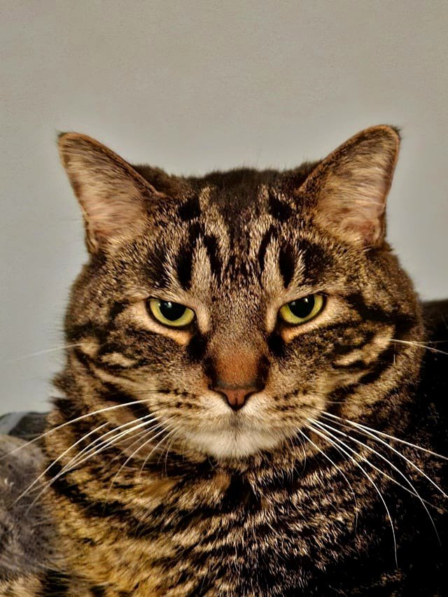 In memory of my little boy, who chose us 9-10 years ago. We lost him Sunday morning. He picked us. The day before, he napped peacefully with his paw on my leg. He will be dearly missed.