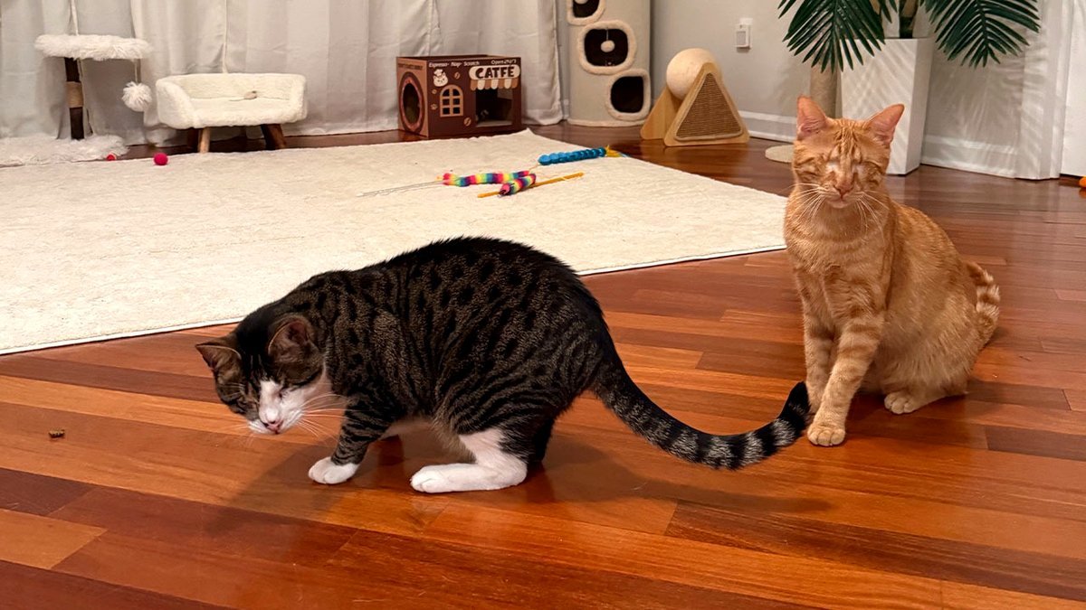 Two Visually Impaired Rescue Cats Are Adopted By One Family and Celebrate the Same