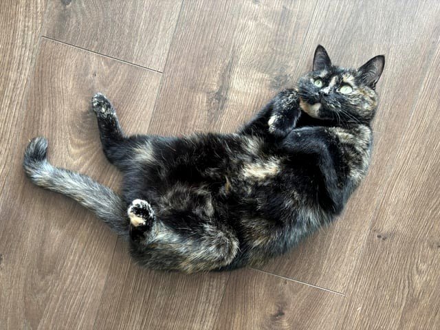 Do cats understand the concept of fairness?