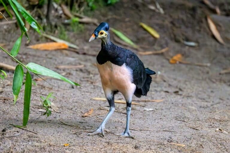 Wildlife traffickers are increasingly focusing on Indonesia’s critically endangered maleo birds.