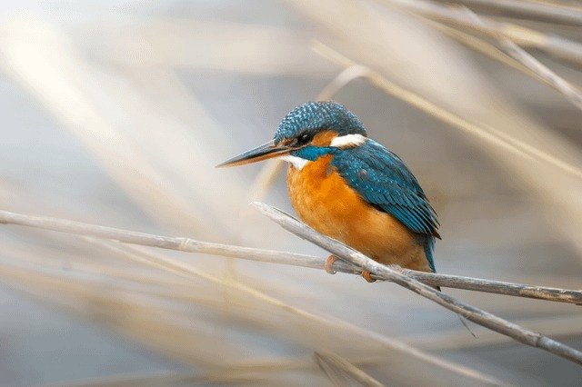 European Kingfisher