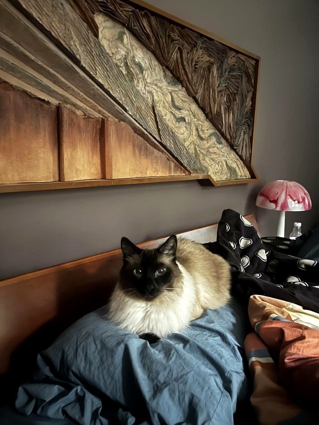 I'm about to lose my beloved cat in just a few days, and I'm not prepared for it.