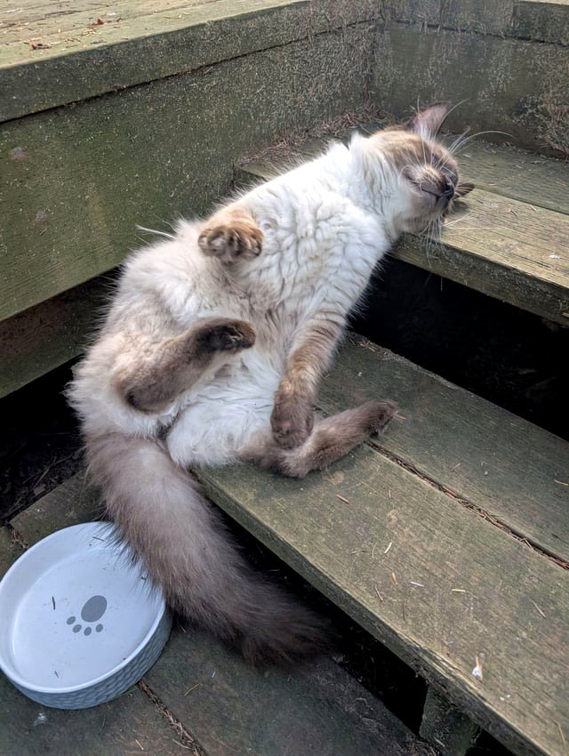 A stray is making an effort to become my pet.