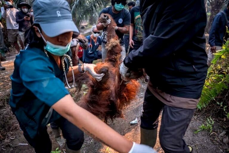 Local extinction is a possibility': Efforts to safeguard Indonesia’s orangutans amid fire risks from El Niño