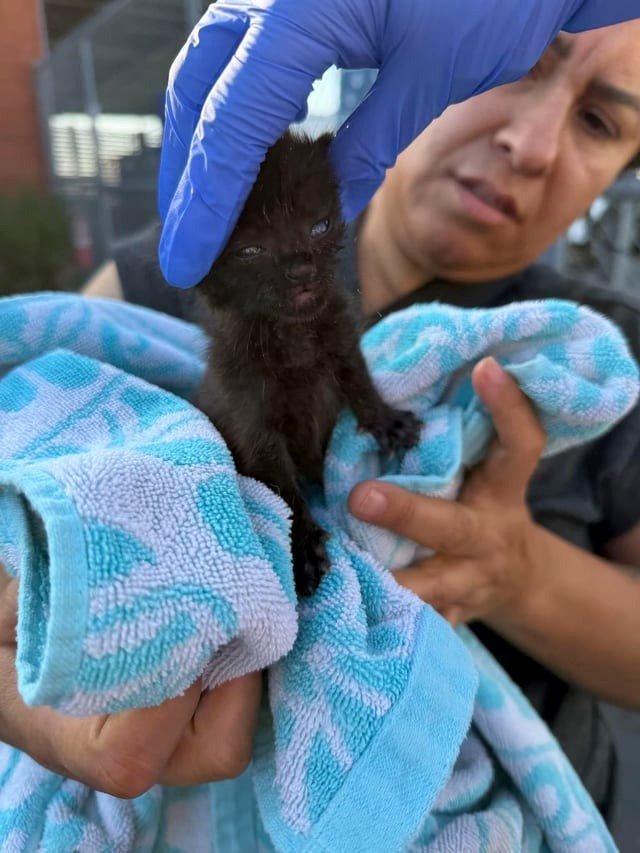 ‼️🆘SEAACA/Urgent Small Panther kitten available! Requires pledges/RESCUE ASAP. Shelter cannot care for bottle-fed babies. Please assist in saving this little darling. He deserves a chance. 🙏🏻💗