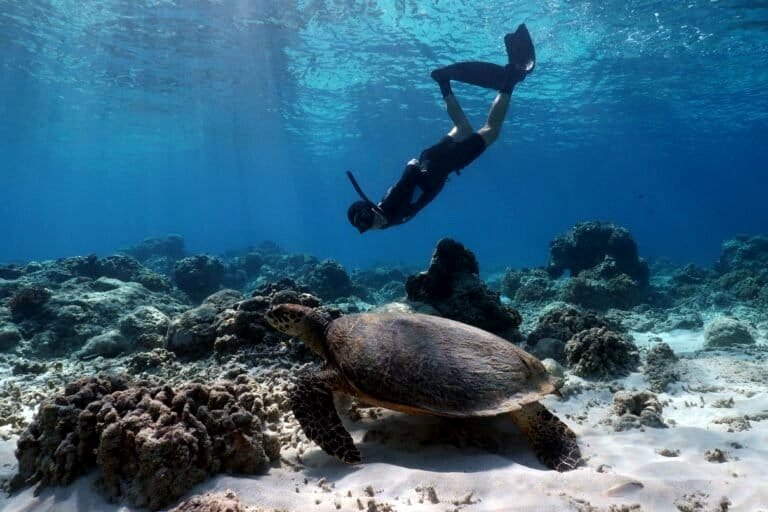 A study finds that tourism could help reverse coral decline at a popular Bali destination.