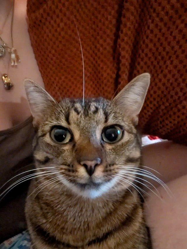 What is the purpose of this third whisker?