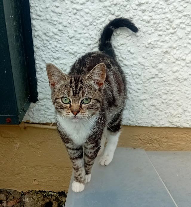 Sammy