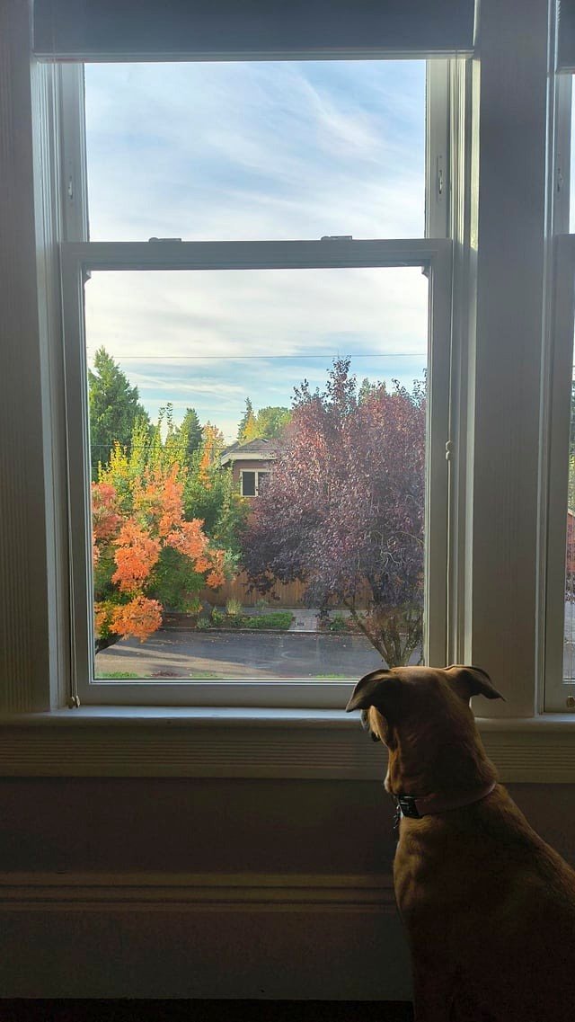 The new home features windows at a height that allows Rae to look outside. Maximum intrigue.