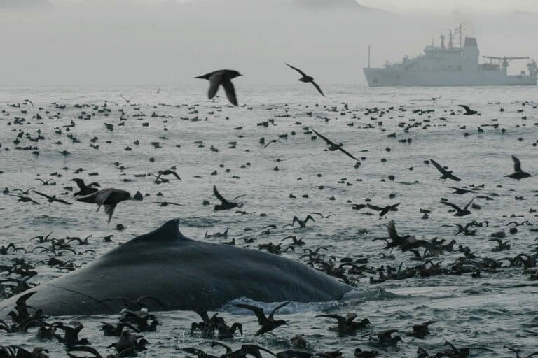 New worldwide maps document four decades of ocean heat and acidification extremes.