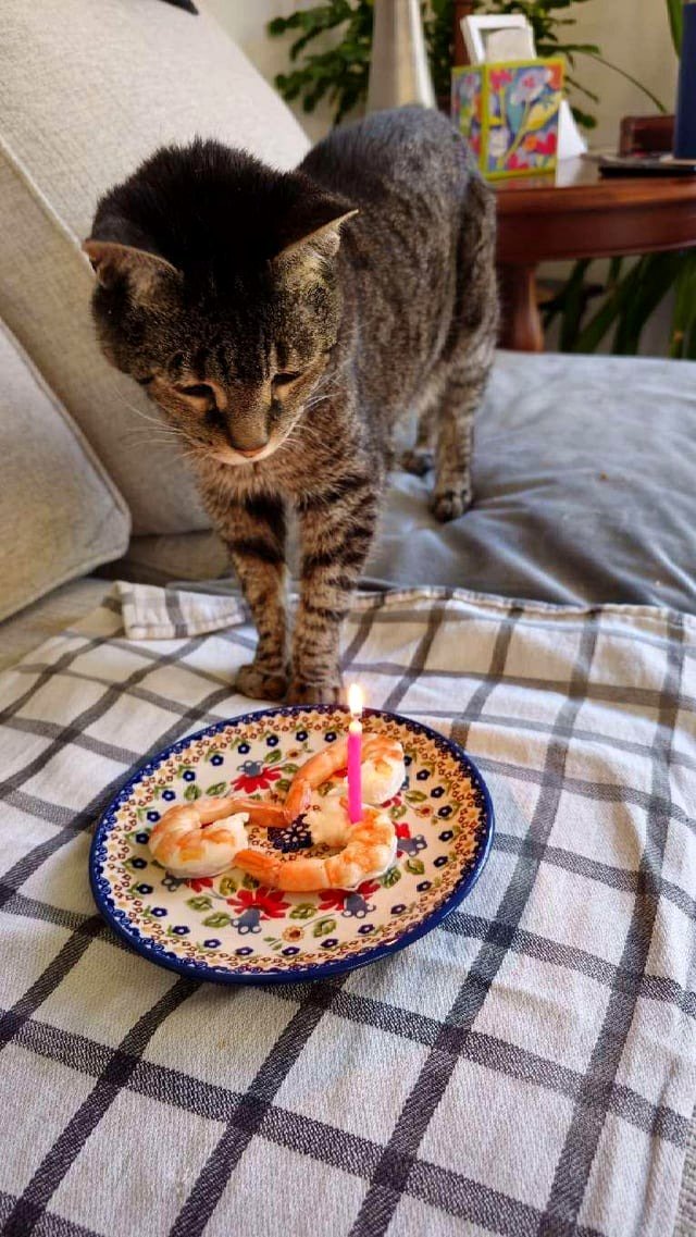 Celebrating Athena Ali's 20th Birthday (oc)