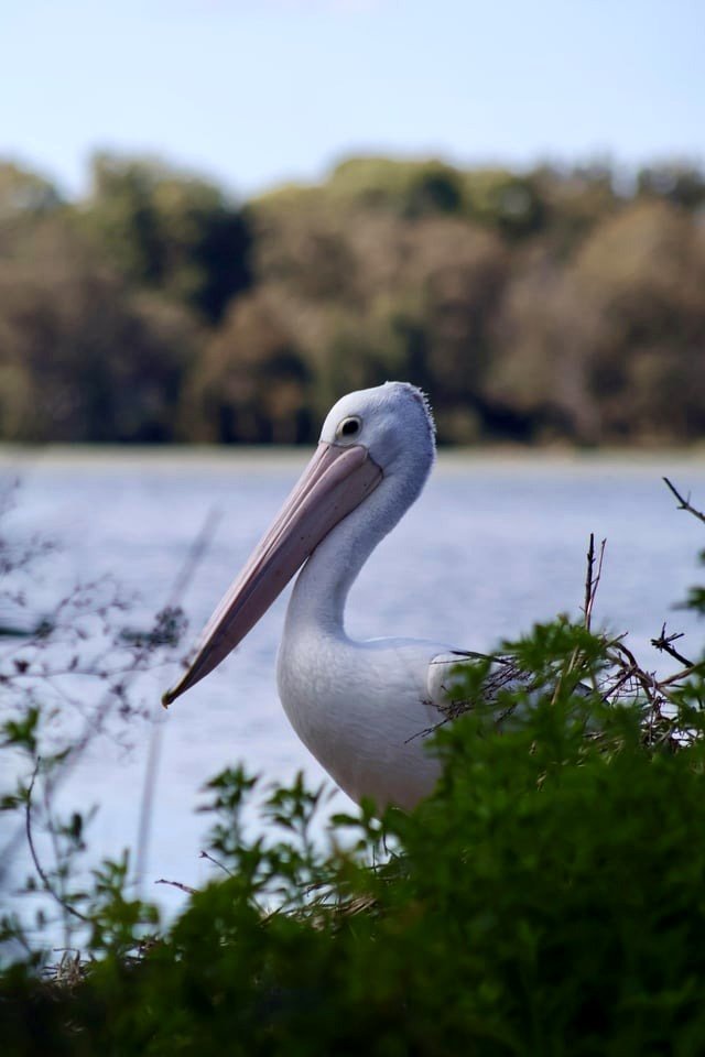 Relaxed pelican.